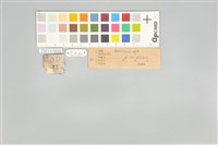 五色鳥藏品圖，第21張